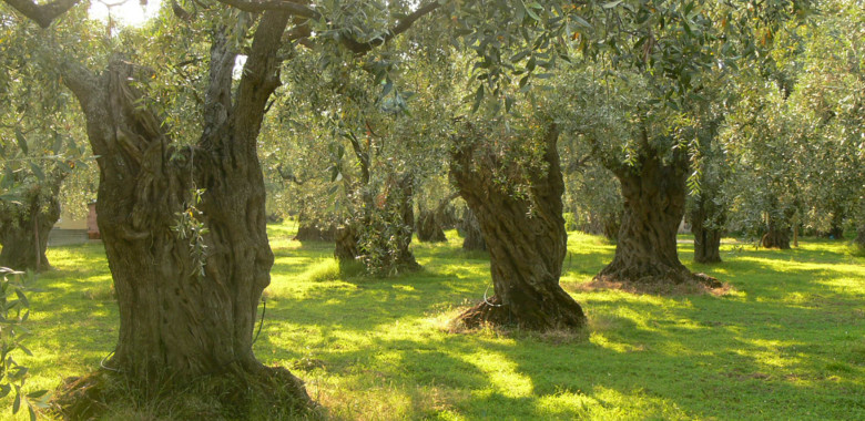 L’olivicoltura pugliese: tra calamità naturali e tecnologie innovative per il suo sviluppo