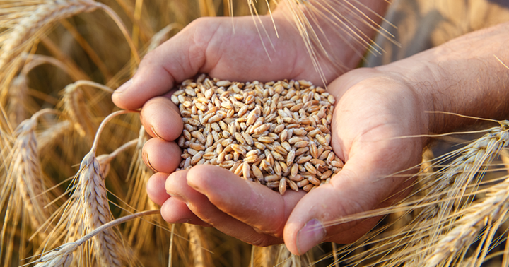 Accordo quadro filiera grano biologico Confagricoltura – Italmopa