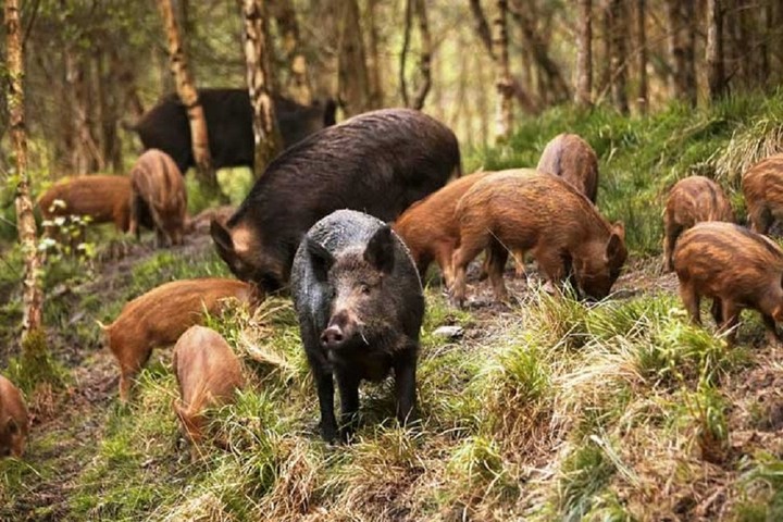 Domanda indennizzo danni da fauna selvatica