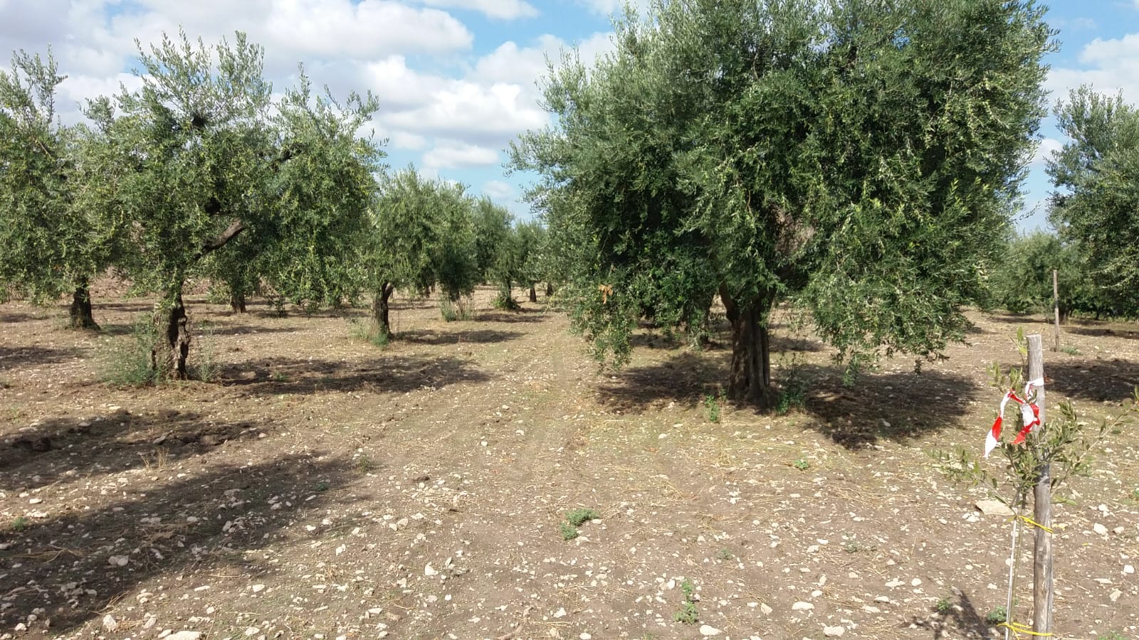 Gli adempimenti delle imprese agricole