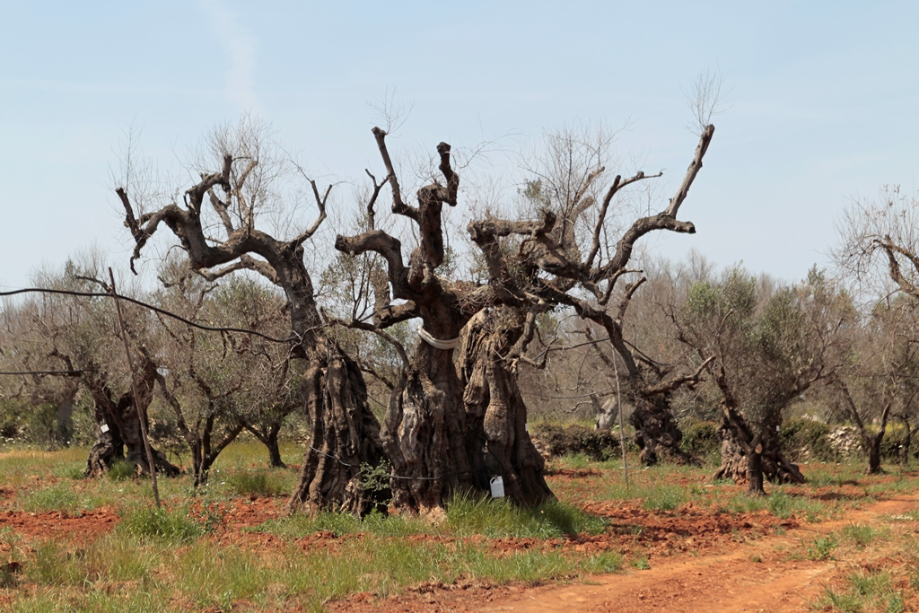 Xylella: Confagricoltura chiede di attivare quanto prima le risorse stanziate con il decreto emergenze. In gioco il futuro di metà dell’olivicoltura pugliese