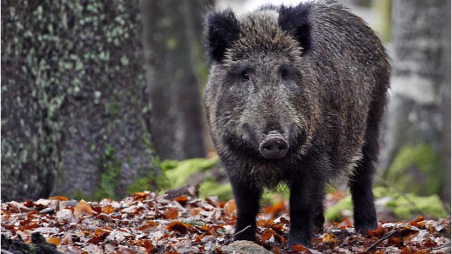 Cinghiali, Confagricoltura: fronteggiare l’emergenza, assicurare salute, sicurezza e biodiversità