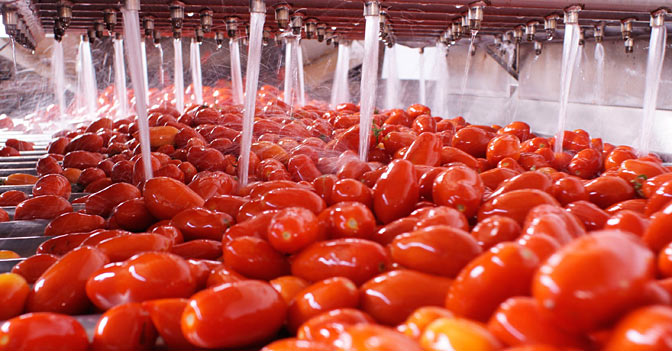 Pomodoro da industria, necessaria una programmazione con piu’ certezze e tempi brevi