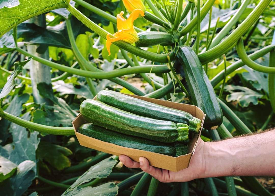 Coronavirus, Giansanti: Attacchi ingiustificati ai nostri prodotti agroalimentari