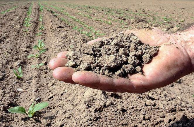 Siccità: a rischio le colture invernali e i cereali