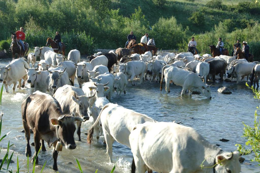 A rischio la pratica della transumanza – Confagricoltura Foggia al fianco degli allevatori