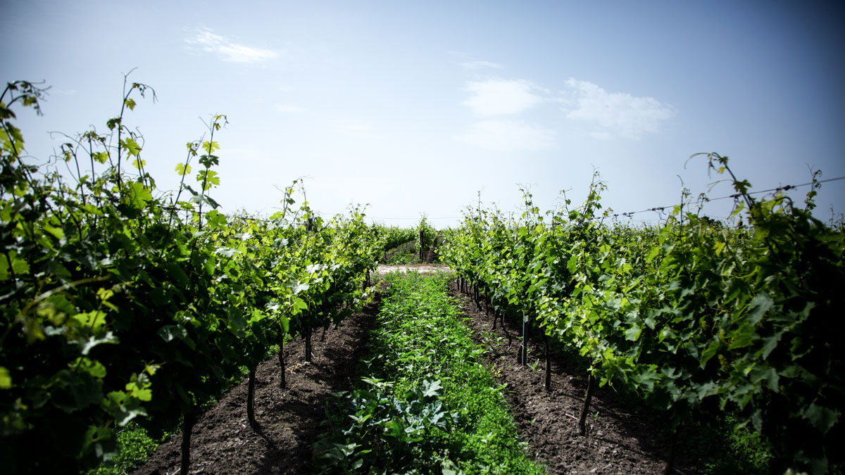 Effetto COVID su imprese italiane del vino