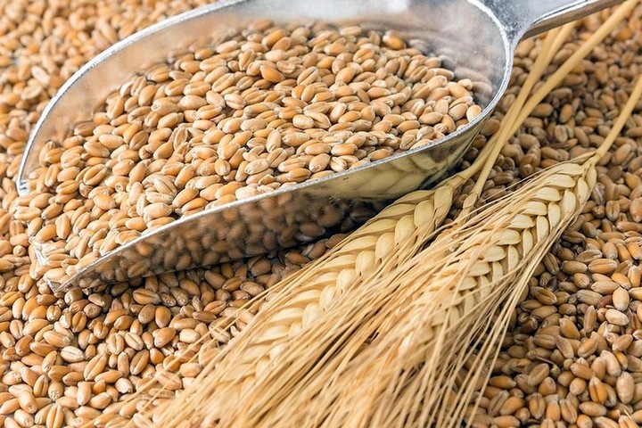 Grano duro: il prezzo tende a scendere, strategico sarebbe non vendere