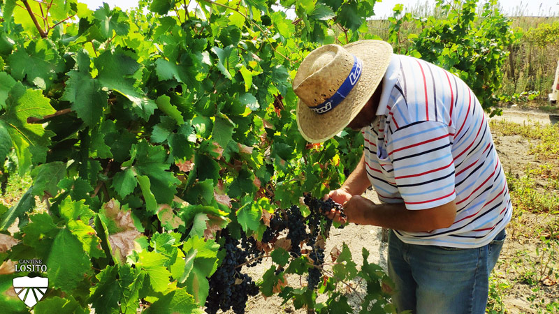 Vendemmia 2020, Confagricoltura Puglia: un’ottima annata ma i mercati sono ancora impauriti  