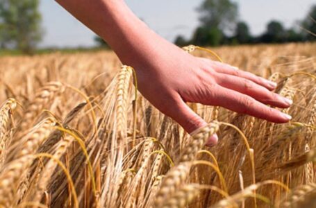 Il registro dei cereali: utile strumento per tracciare la provenienza del prodotto, che non deve tramutarsi in un oneroso adempimento burocratico per gli agricoltori