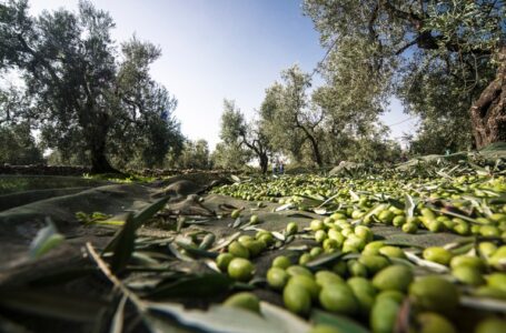 Piattaforma Multiregionale Agri Italia del FEI: sostegno alle PMI agricole