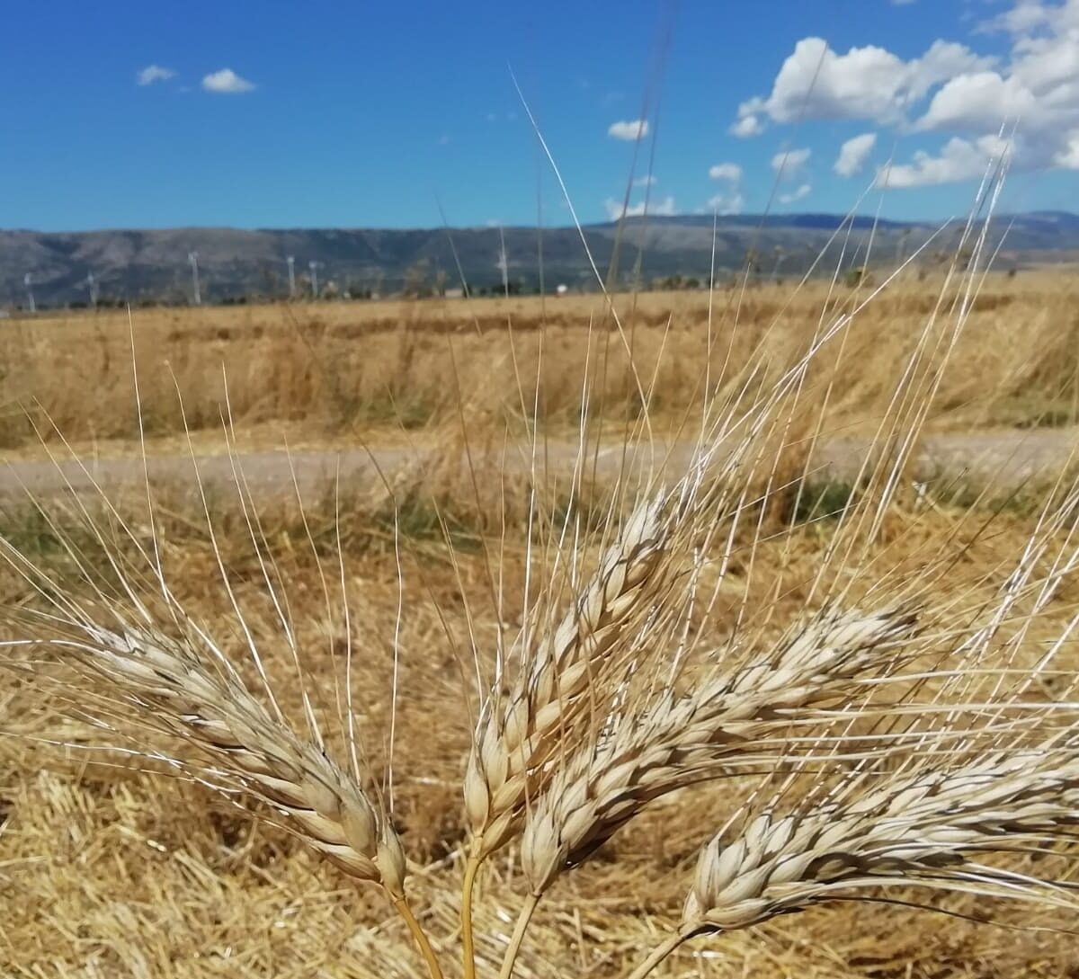 GRANO: AVVIARE TAVOLO INTERPROFESSIONALE PERMANENTE PER RAFFORZARE LE FILIERE PASTA E FARINE