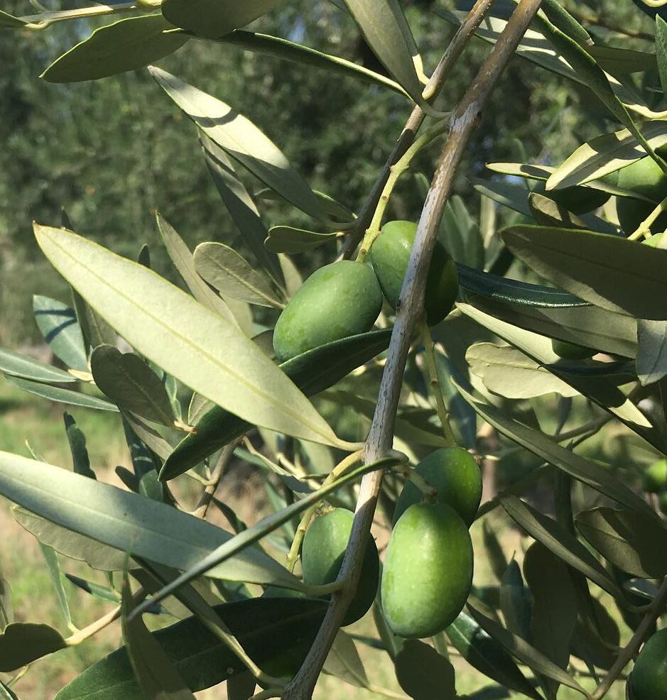 Op Oliveti Dauni: Una nuove visione per l’olivicoltura dauna