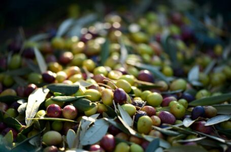 Contributi filiera olivicola