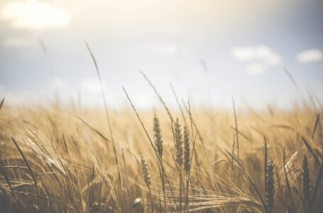 FUORI DAL CORO – Agricoltura. A rischio produzione di grano: effetti su pane e pasta.  Intervento del Presidente Filippo Schiavone (Confagricoltura Foggia), Saverio Di Mola (Presidente Coop. Co.ce.ca.).