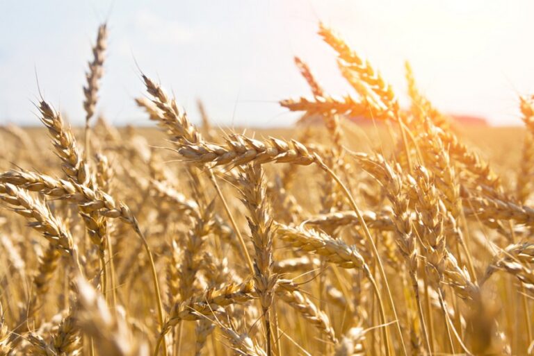GRANO DURO, PREZZI IN RIALZO FINO ALL’80 RISPETTO AL 2021; LE PRIME