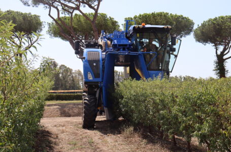 Giornata dimostrativa sulla potatura meccanica del mandorlo