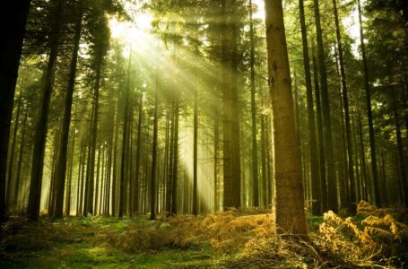 Webinar – Il nuovo regolamento europeo per il contrasto alla deforestazione (EUDR) principali novità.