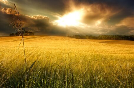 Grano, l’importanza della contrattazione di filiera: ne parla Filippo Schiavone a Isoradio