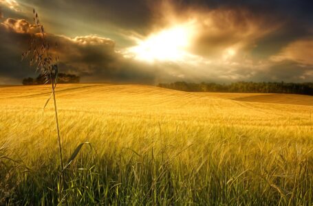 Grano, l’importanza della contrattazione di filiera: ne parla Filippo Schiavone a Isoradio