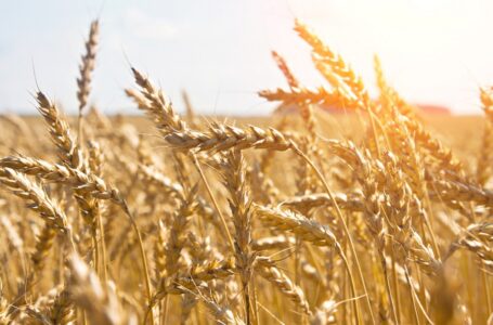 Confagricoltura Foggia sul grano duro. C’è bisogno di ritrovare equilibrio nei prezzi per non disarticolare una filiera fondamentale per la provincia di Foggia