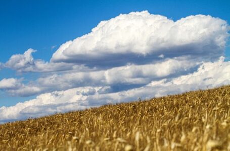 Comunicato stampa congiunto: prezzo del grano in picchiata, le imprese non riusciranno a coprire i costi