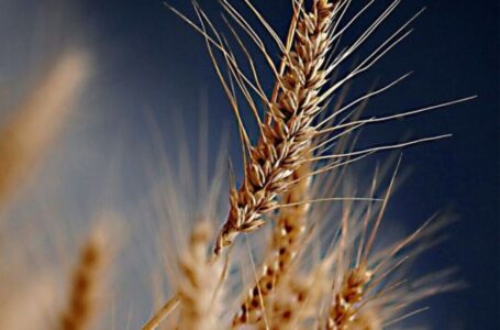 GRANO DURO, LE QUOTAZIONI BASSE RISCHIANO DI COMPROMETTERE LA PRODUZIONE ITALIANA. LE PROPOSTE DI CONFAGRICOLTURA AL TAVOLO MASAF 