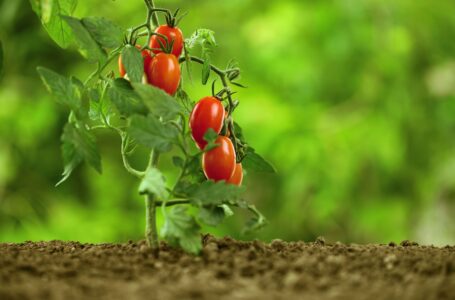 POMODORO, CONFAGRICOLTURA: RICONOSCERE IL GIUSTO PREZZO AGLI AGRICOLTORI PER VALORIZZARE IL PRODOTTO NAZIONALE