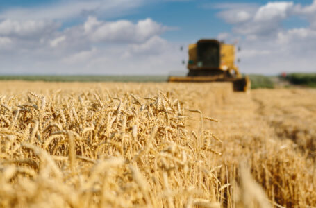 Confagricoltura preoccupata per il calo dei prezzi del grano duro.Conferimento ad O.P. e Cooperative di agricoltori gli strumenti per provare ad arginare il fenomeno