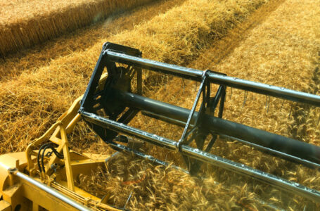 Borsa merci: prezzo grano duro invariato. Decisivo il ruolo delle Organizzazioni dei produttori per fermare le speculazioni.