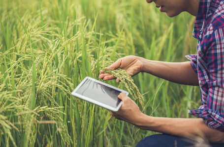 FONDO INNOVAZIONE: criteri e modalità di attuazione. Pubblicazione del Masaf