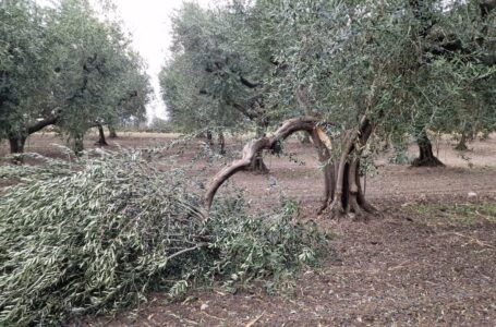 Emergenza climatica: salvaguardiamo il nostro fragile territorio