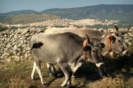 Contributi per la partecipazione alle manifestazioni fieristiche del comparto zootecnico per l’anno 2024