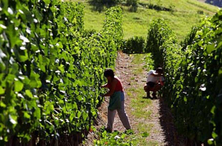 Immigrati, cambia la normativa. Confagricoltura: bene le conversioni dei permessi di soggiorno fuori quota