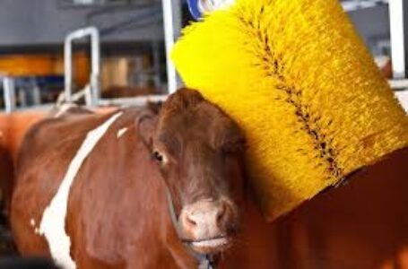 WEBINAR INFORMATIVO SUL BENESSERE ANIMALE