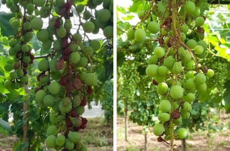Confagricoltura: siccità, alla Puglia serve approvazione dell’emendamento “La Salandra”