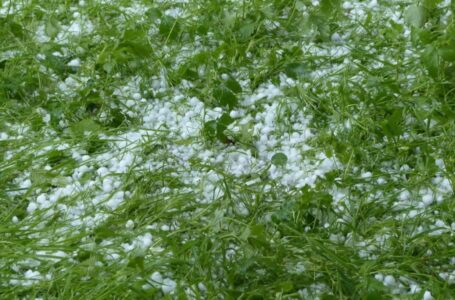 Rischi per il grano del Tavoliere per le gradinate di oggi