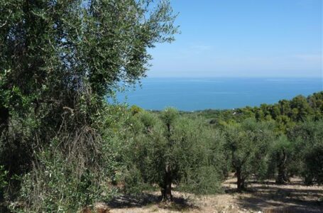 Casi di Xylella sul Gargano: Servono interventi urgenti senza drammatizzazioni.