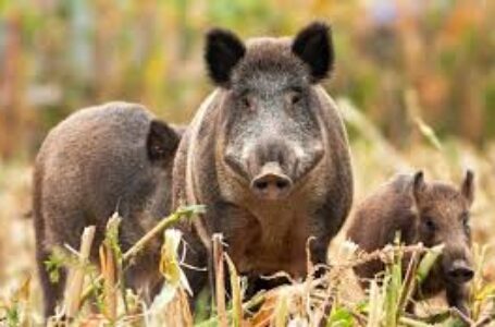  Piano di azione nazionale per la cattura, l’abbattimento e il destino delle carcasse di cinghiale nelle zone indenni da PSA