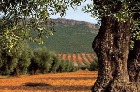 Xylella, le misure obbligatorie della lotta al vettore. Paolicelli: “Stanziati 5 milioni di euro per supportare Comuni e Province”
